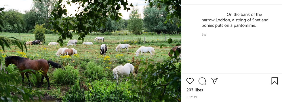 Testimonial - On the bank of the narrow Loddon, a string of Shetland ponies puts on a pantomime.