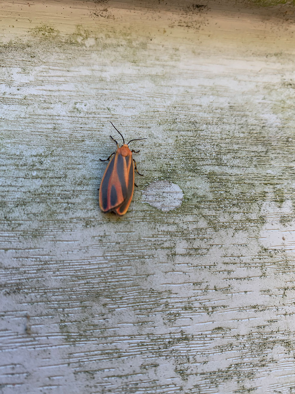 Clean Weavers LLC Pest Control Cleaning Services How do I get rid