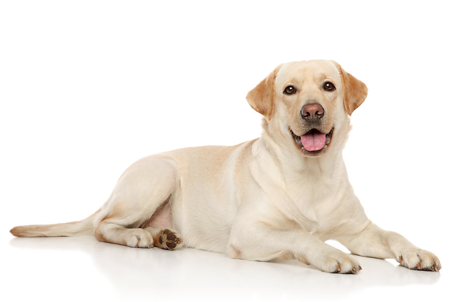 AdobeStock_102857871.jpeg