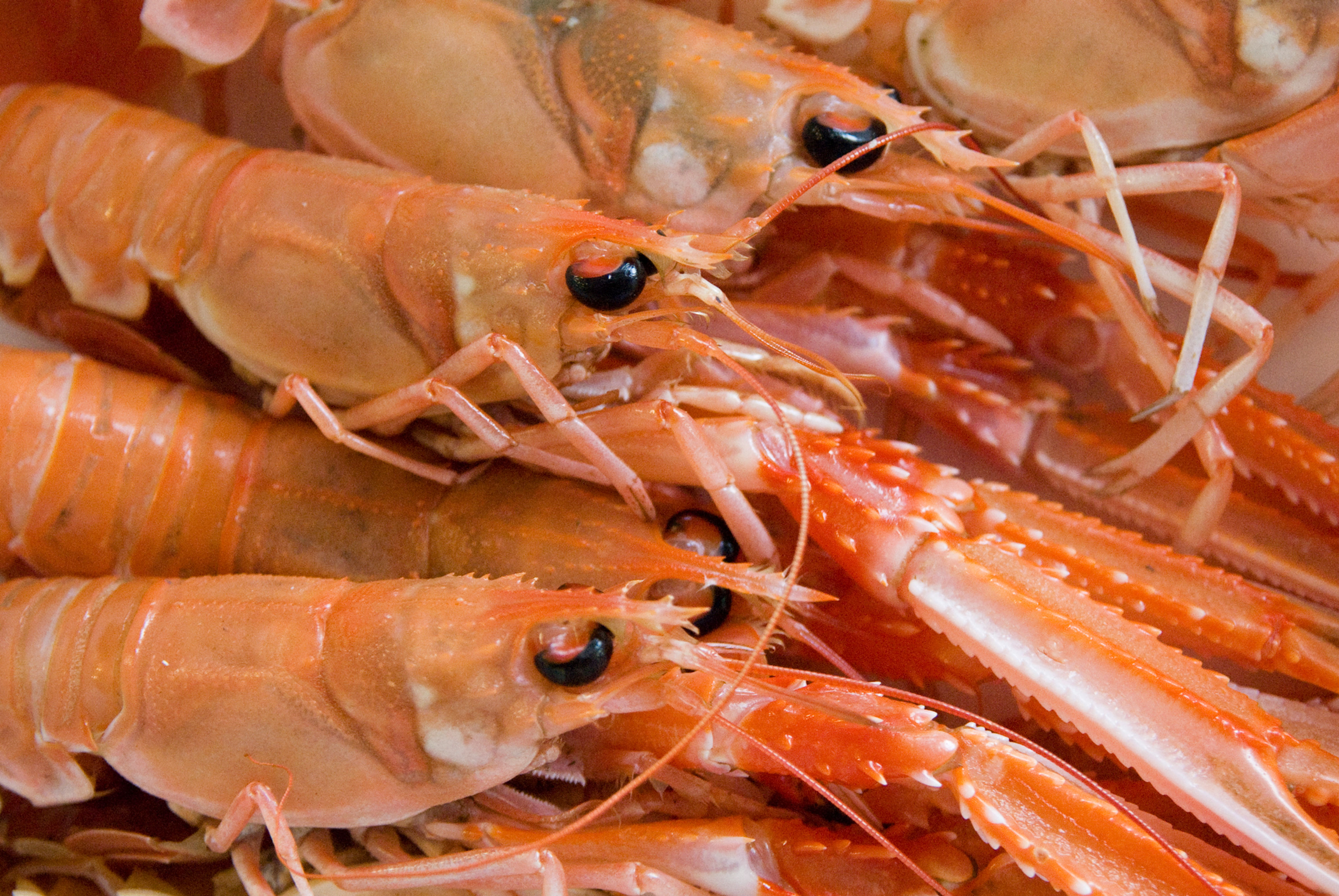 Fresh Langoustines 500g (approx 6)