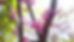 flowers.jpg