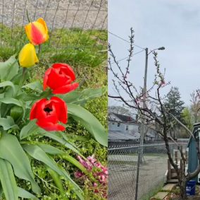 Bridgeton Community Garden: A Season of Growth and Community