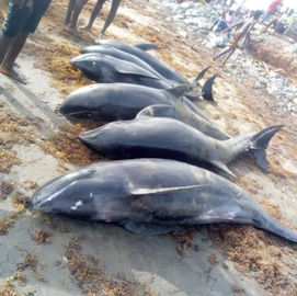 38 DOLPHINS WASHED ASHORE RETURNED TO THE SEA