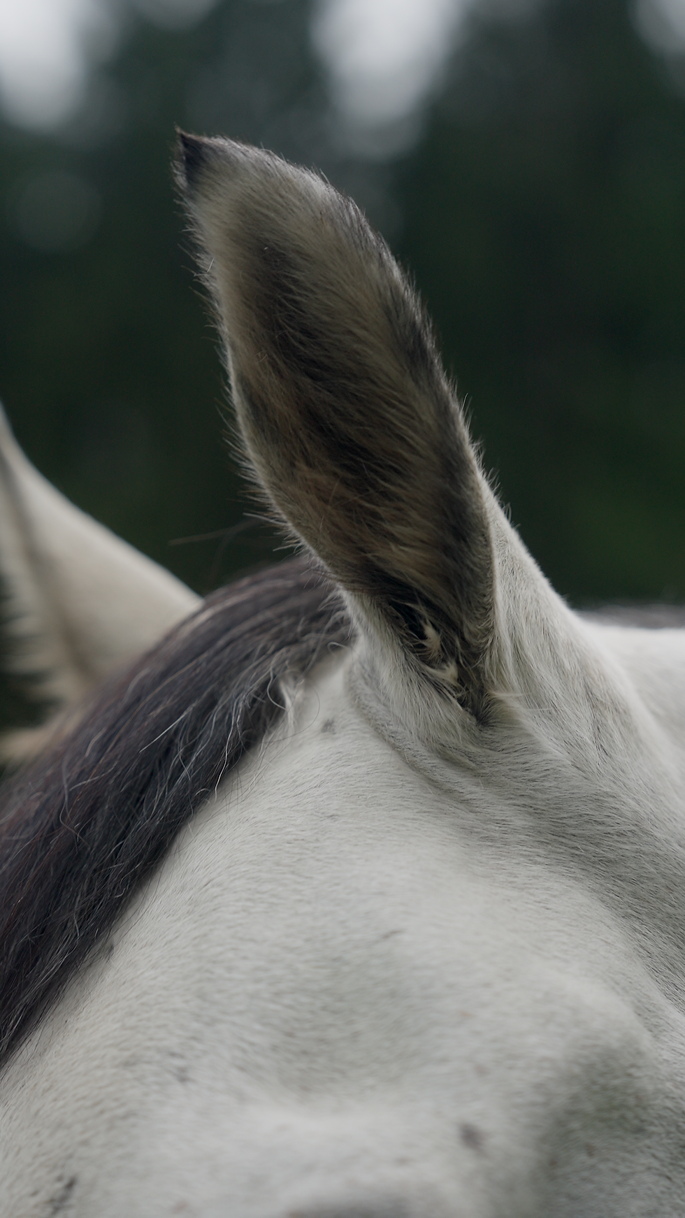 Horse Ear