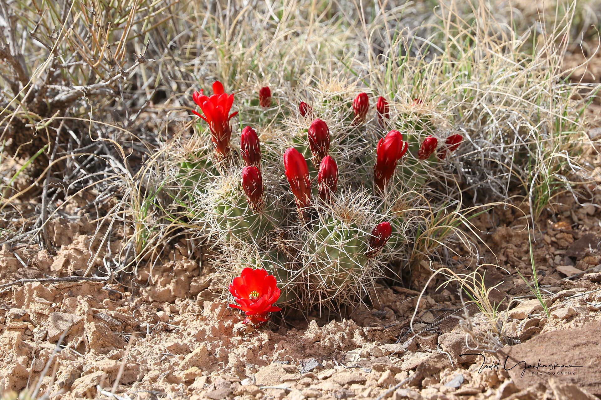 Claret Cup Cactus