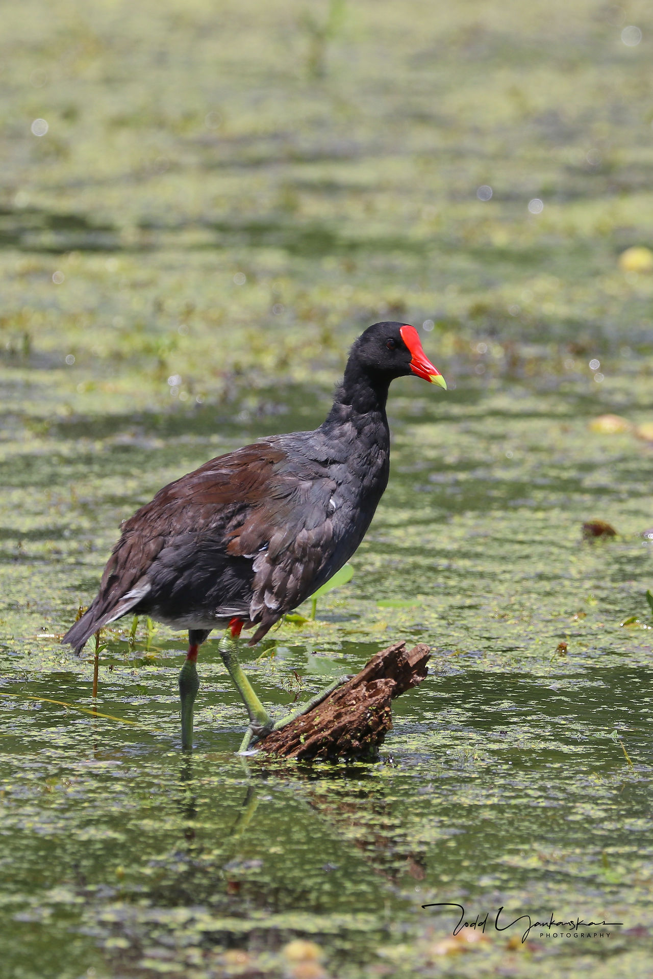 Moorhen