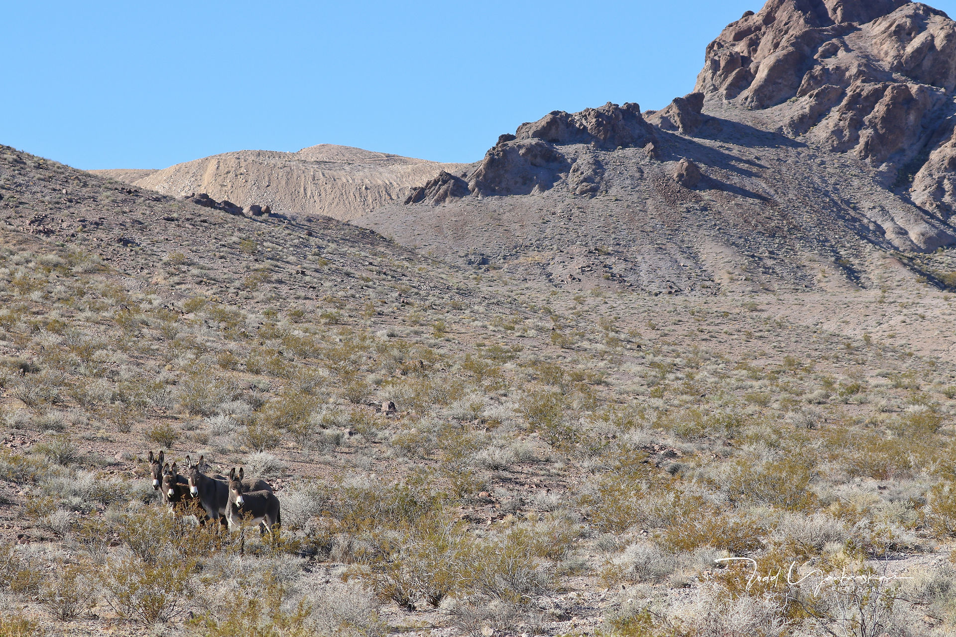Mud Canyon Burros