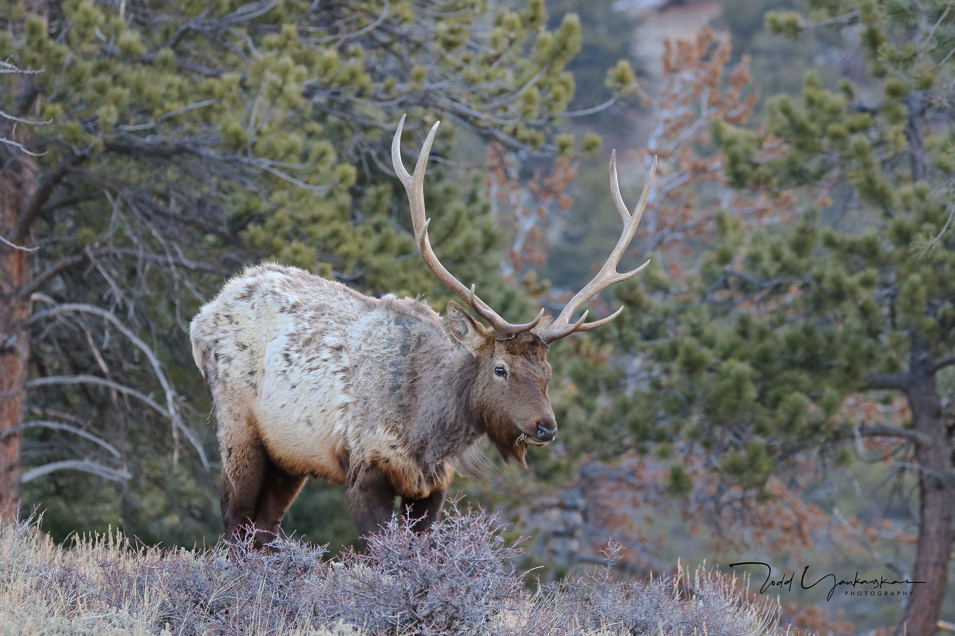 Windswept Elk