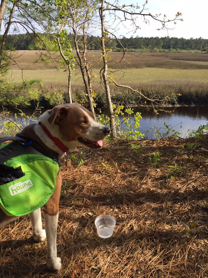 Hiking in Francis Marion