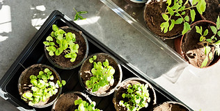 Seedlings in Pots