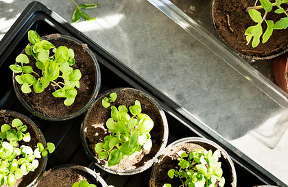 Seedlings in Pots