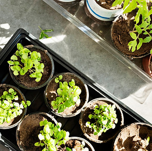 Seedlings in Pots