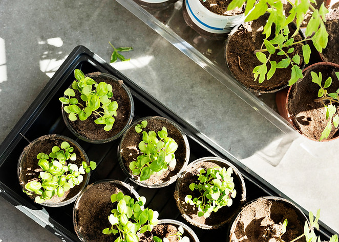 Seedlings in Pots