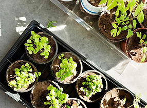Seedlings in Pots