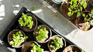 2020 Growing Season - What YOU Need To Know