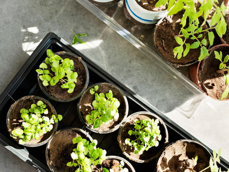 Spice Up Your Life this Fall with a Kitchen Herb Garden