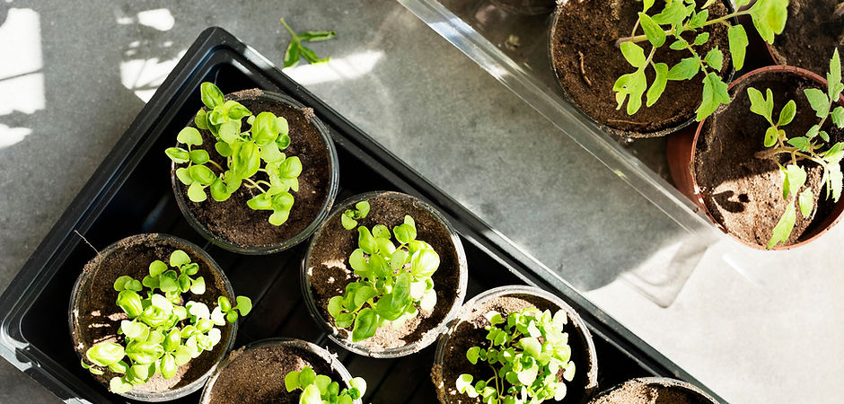 Seedlings in Pots
