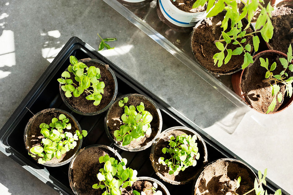 Seedlings in Pots