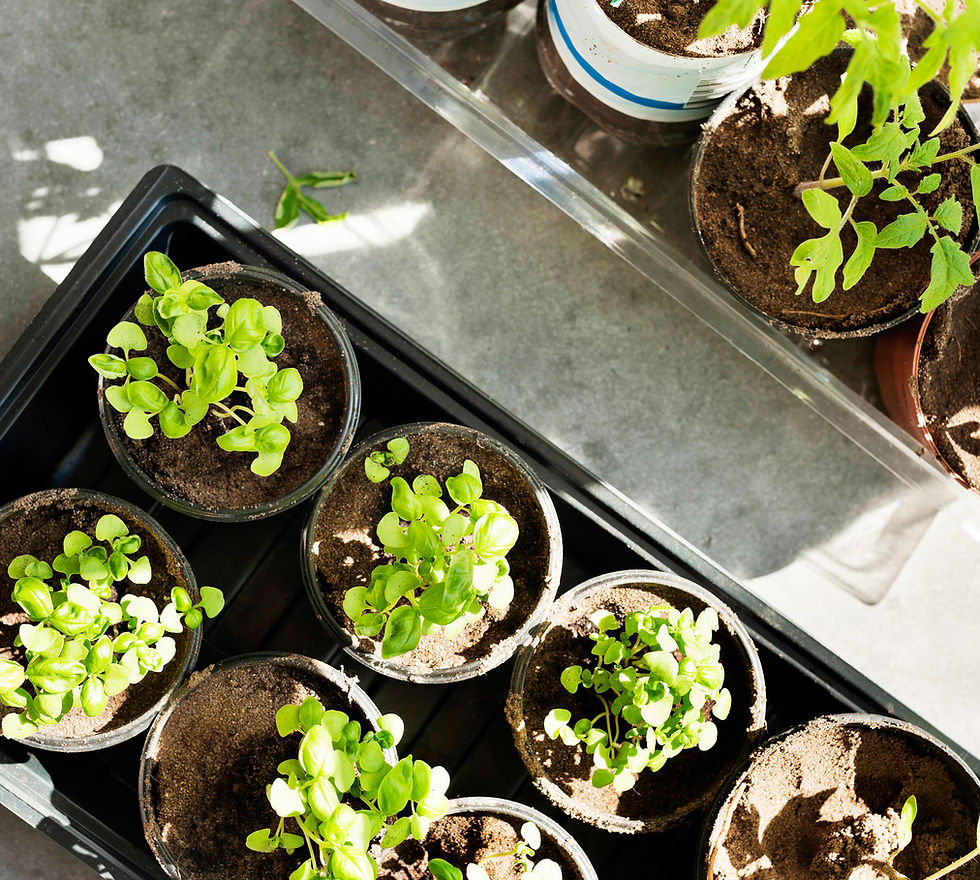 Seedlings in Pots