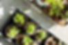 Seedlings in Pots