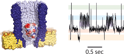 Single-molecule sampling of dihydrofolate reductase shows kinetic pauses and an endosteric effect linked to catalysis