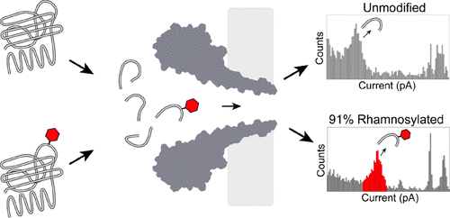 Quantification of Protein Glycosylation Using Nanopores