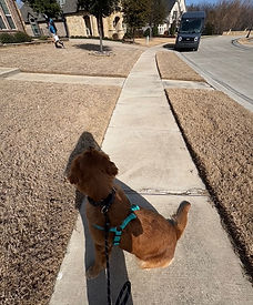 charlie leash walking with distractions.jpeg