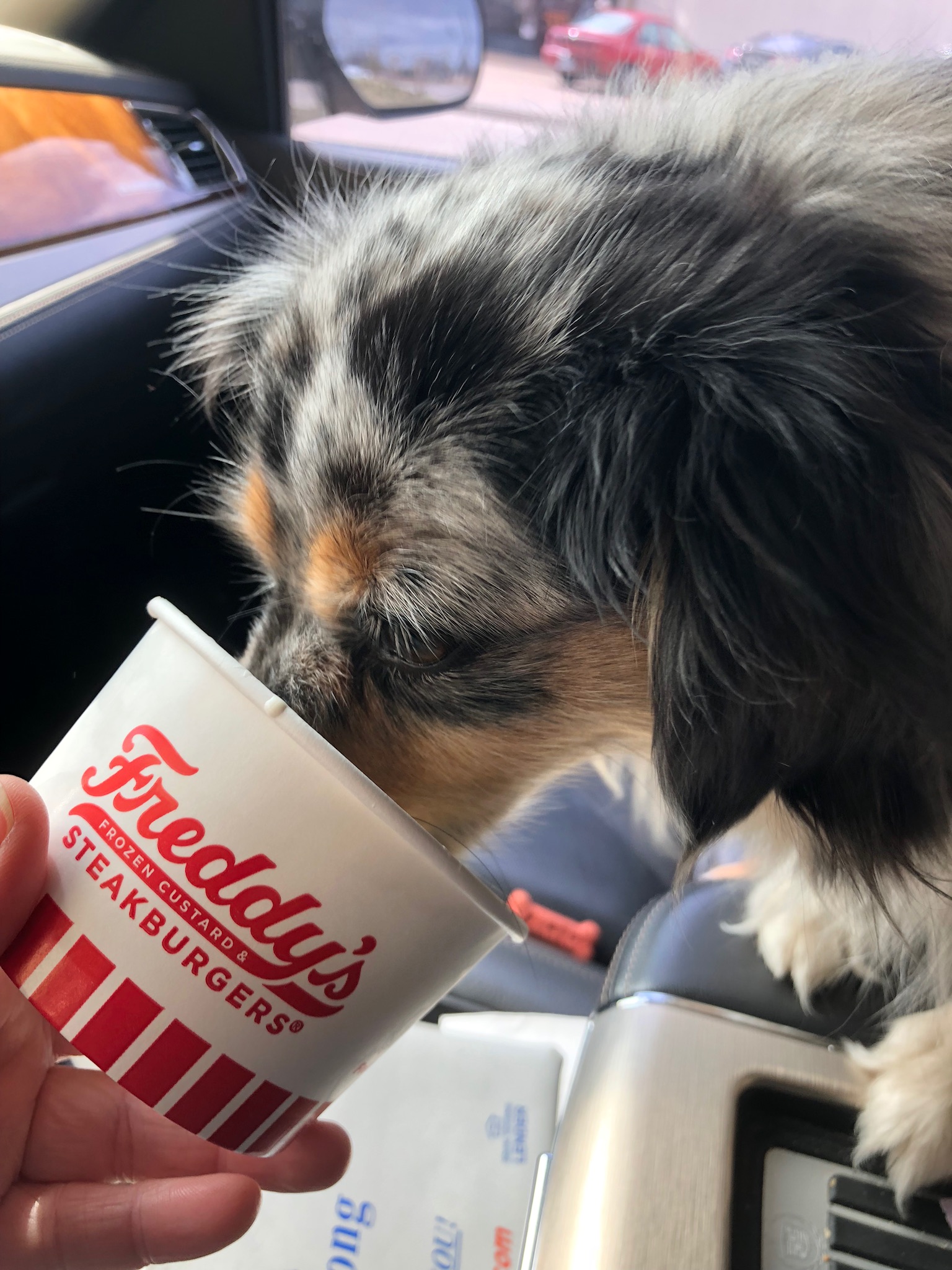 brina blue merle female freddies pup cup