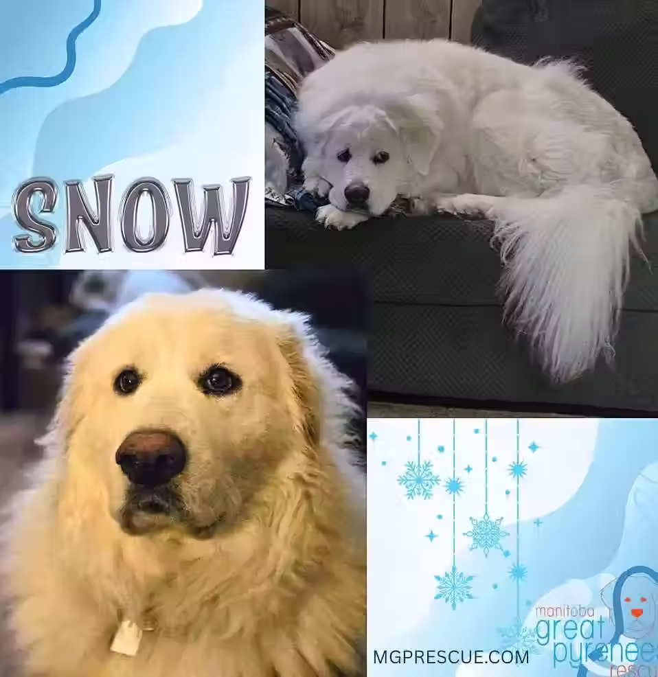 Snowball