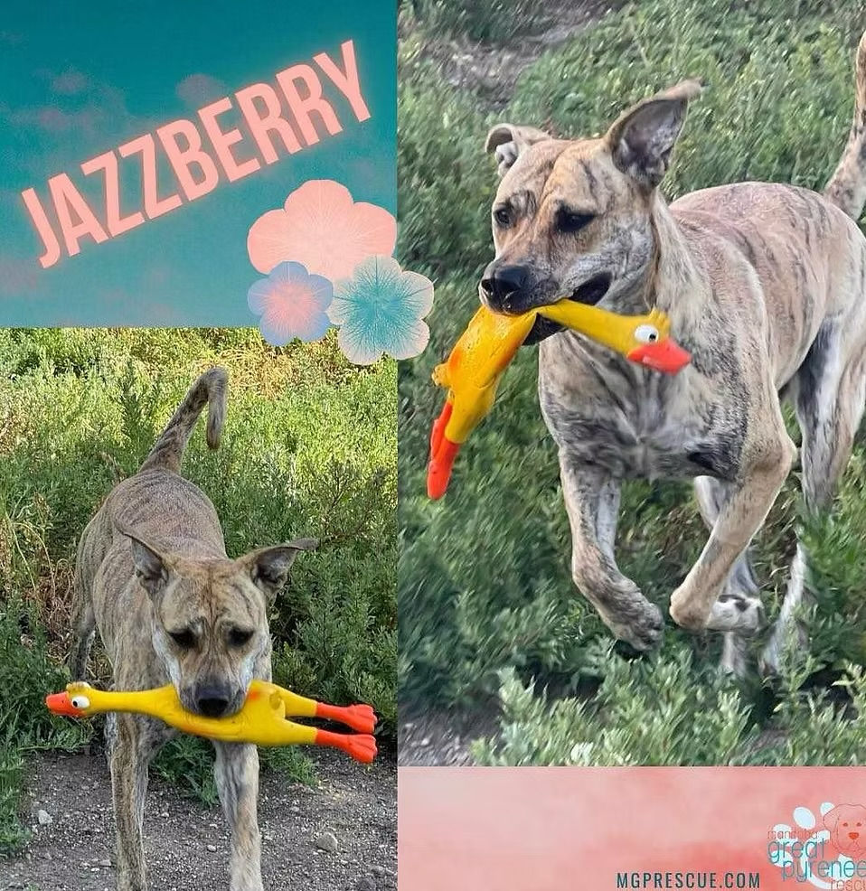 Jazzberry
