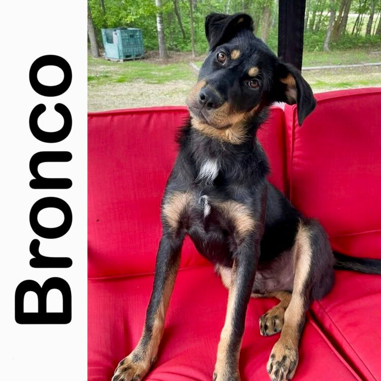 Bronco