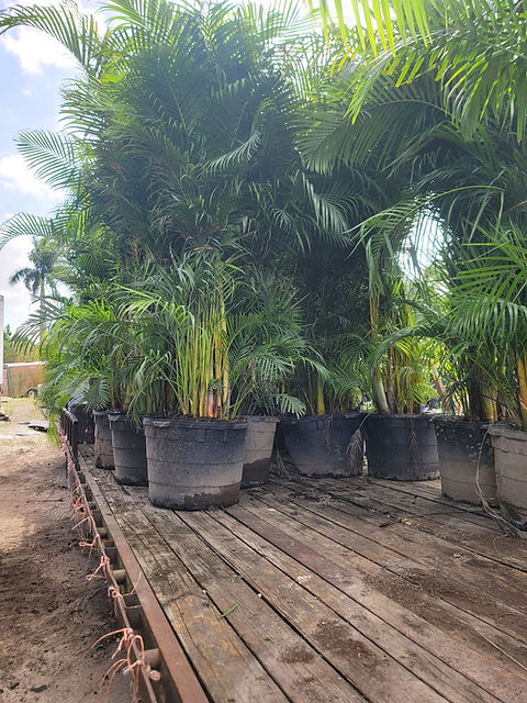Areca Palm | Palm Tree Nursery