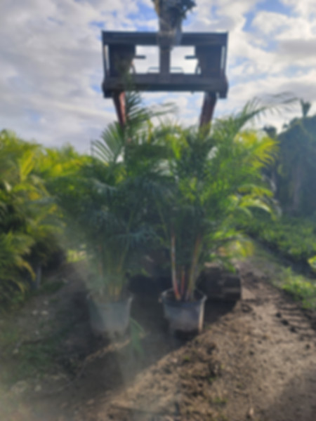 Areca Palm