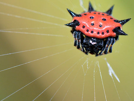 The Spiny Orb Weaver