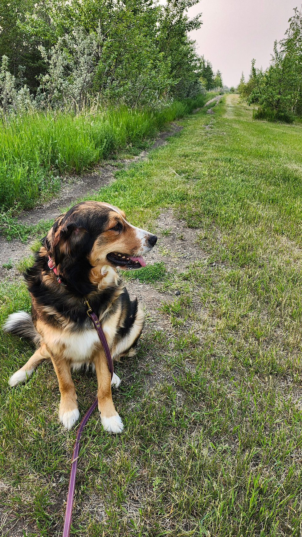 A snap of Rory from our daily walks.