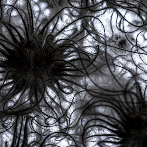clematis seeds