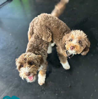 twins.JPG