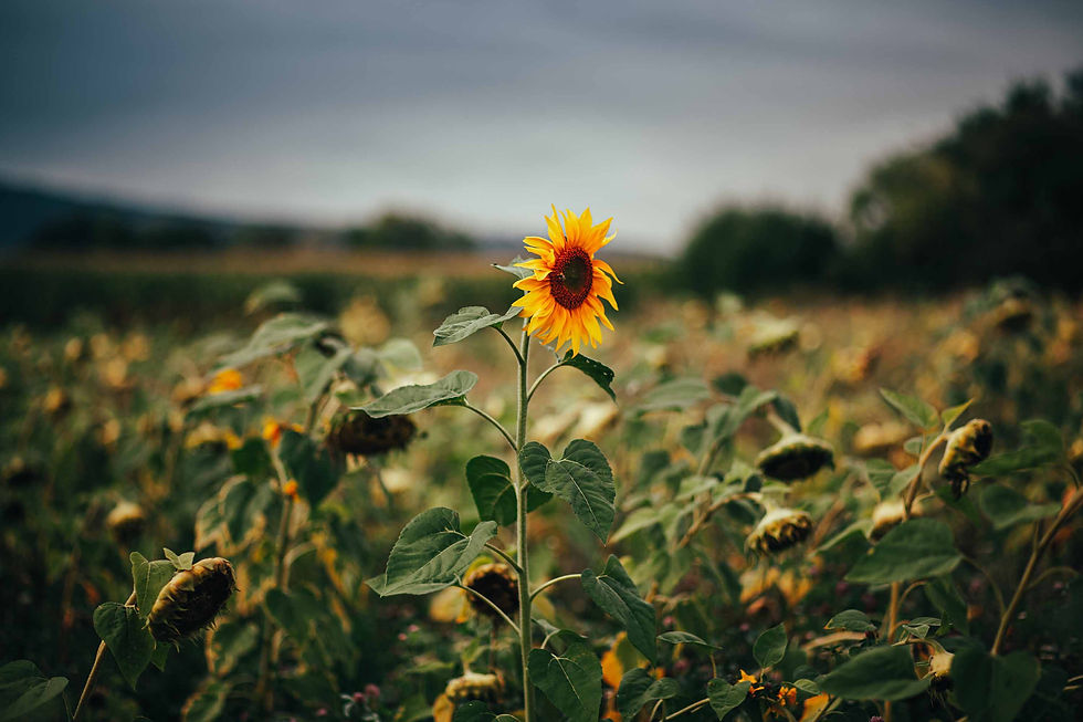 Sonnenblume auf einer Wiese der Kelterei Steden