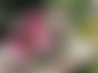 母の日 注文受付スタートです。