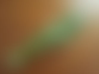 マンゴーの葉っぱ