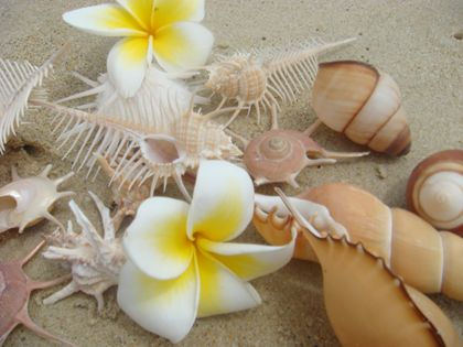 海南島の貝殻たち