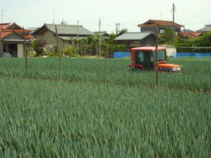 ネギ畑