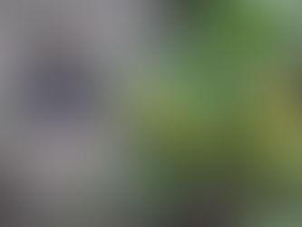 イエローグァバの実