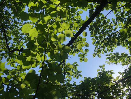梅雨の晴れ間に