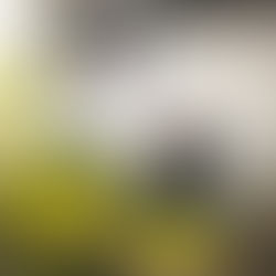 ミモザ イタリア