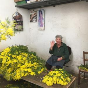 ミモザ イタリア