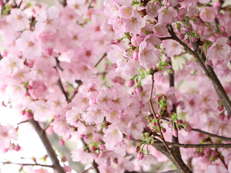 ご好評につき、4月末まで「春の花たち」飾ってね!キャンペーンを延長します。