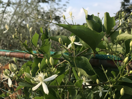 松岡choiceキャンペーン終了のお知らせ