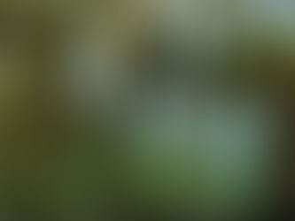 ヤマゴボウのDry