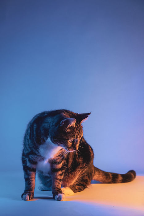 Tabby cat in studio, blue background with amber rim light.